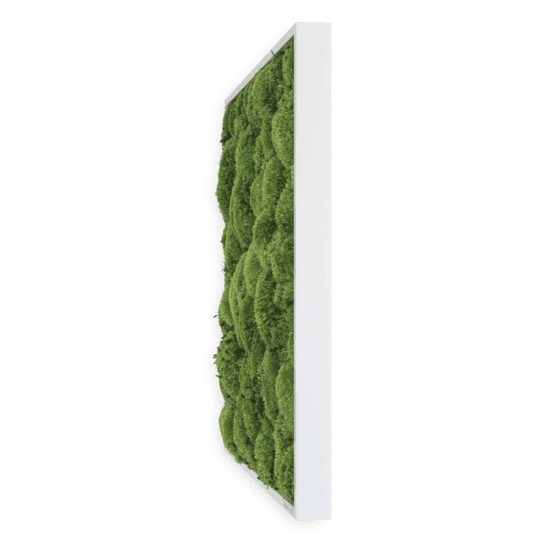 Mosschilderij met pole moss