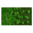 Groene mosfoto