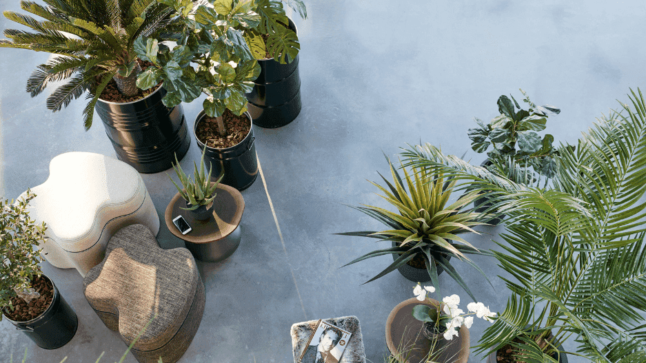 Planten op werkplek Planten op werkplek